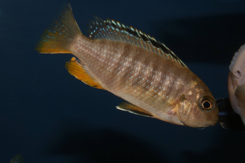 Tropheops sp. 'red fin' Hai Reef